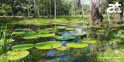 AMAZONAS