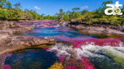 CAÑO CRISTALES DESDE MEDELLÍN